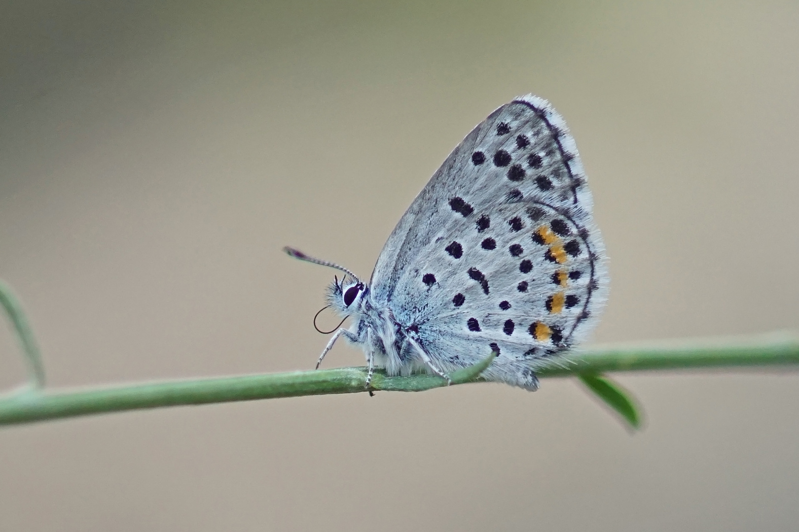 Graublauer Bläuling (Pseudophilotes baton), Männchen