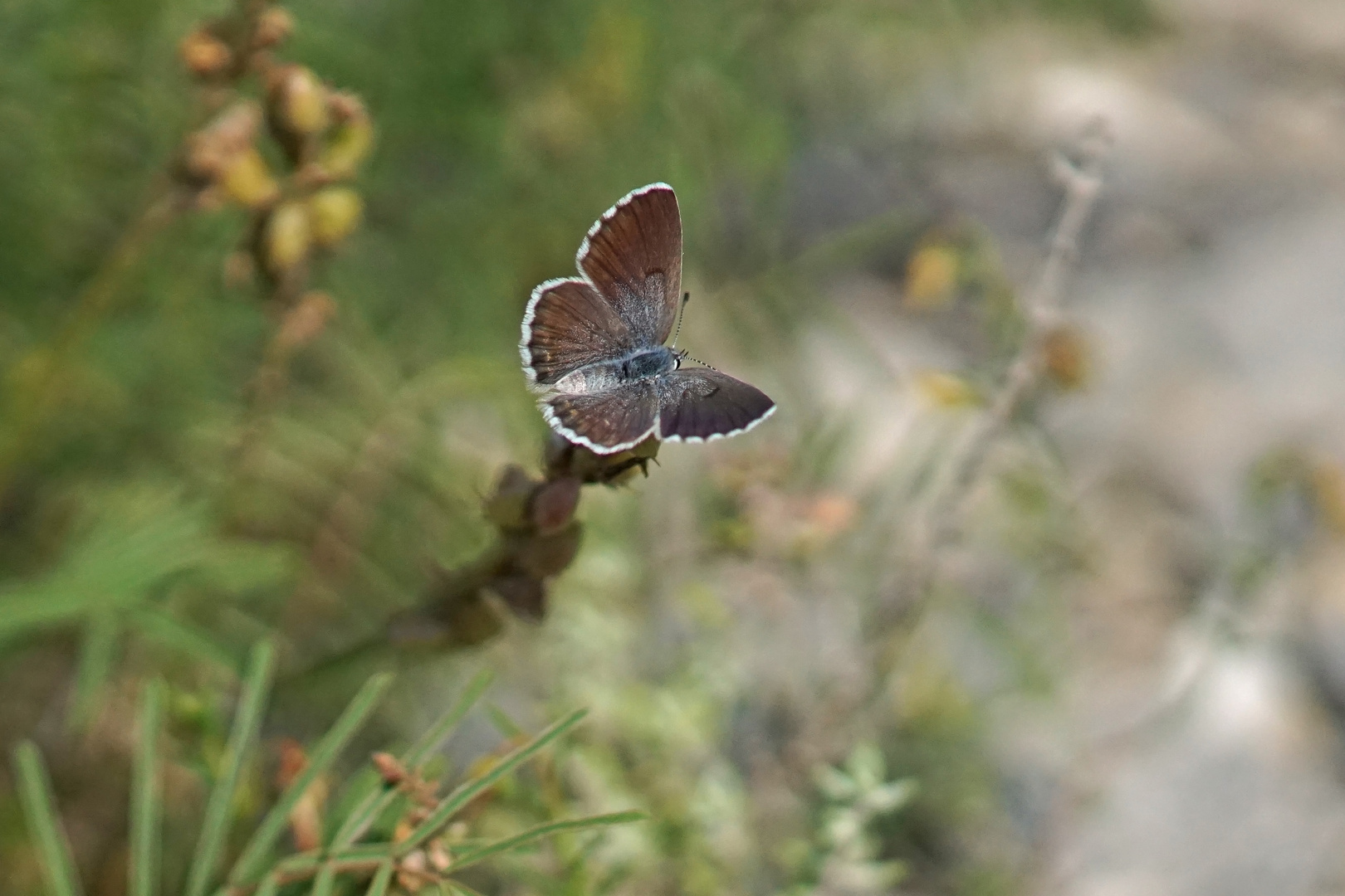 Graublauer Bläuling (Pseudophilotes baton), Weibchen