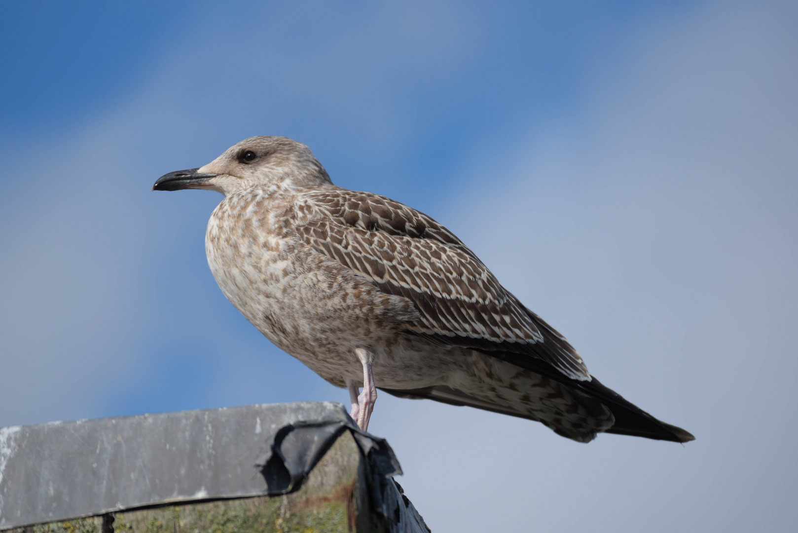 Graubraune Möwe an der Küste