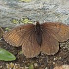 Graubrauner Mohrenfalter (Erebia pandrose)