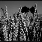 Graubrot am Stiel