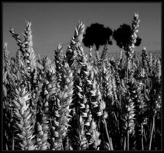 Graubrot am Stiel