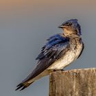 Graubrust Schwalbe (Gray-Breasted Martin)