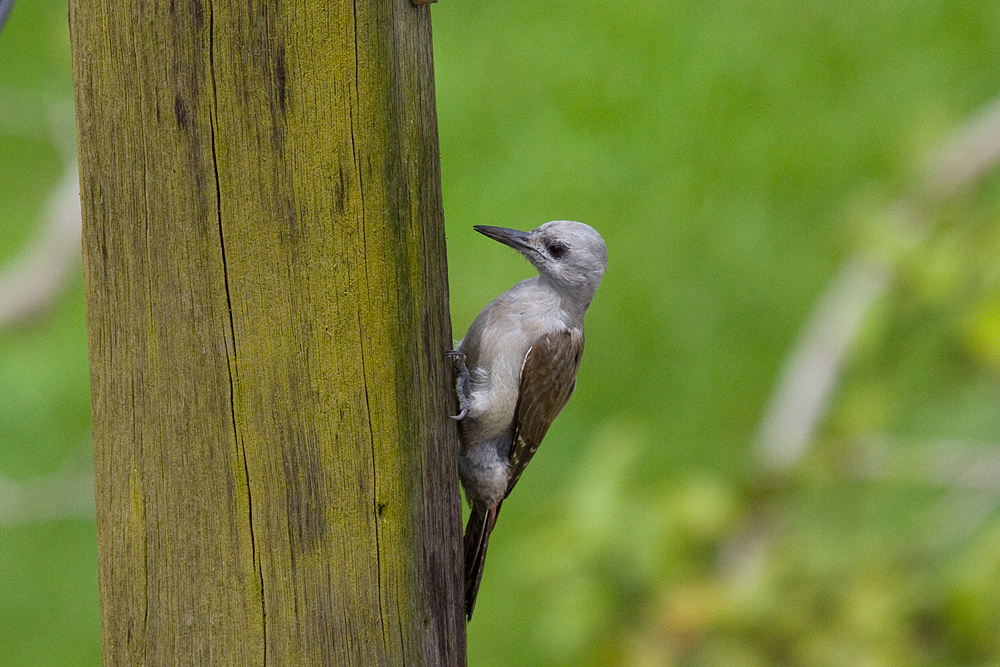 Graubrustspecht (Grey Woodpecker)