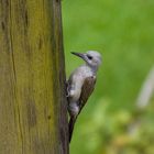 Graubrustspecht (Grey Woodpecker)