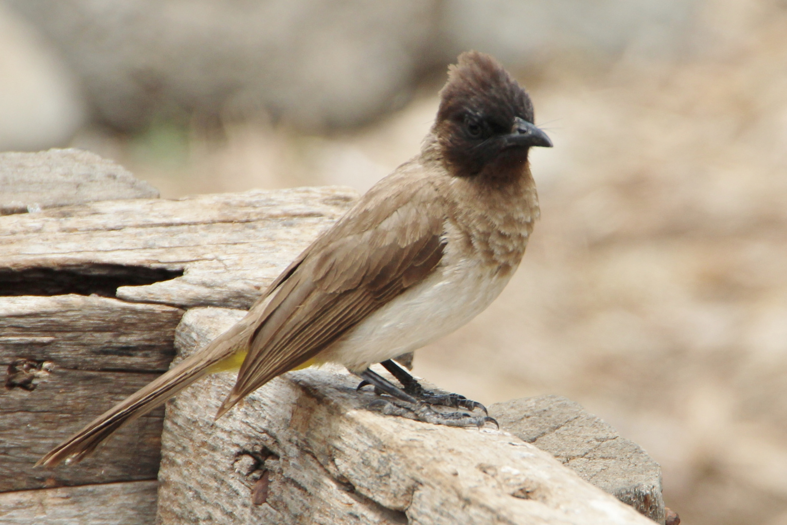 Graubülbül  -  Pycnonotus barbatus