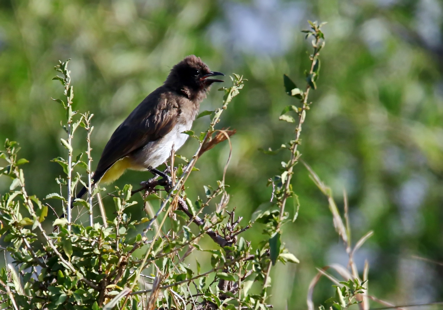 Graubülbül (Pycnonotus barbatus)