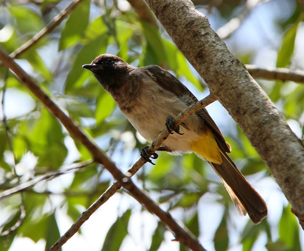 Graubülbül / Pycnonotus Barbitos