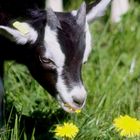 Graubündner Strahlenziege / Kitz beim "Frühstück" - Tierpark Lange Erlen Basel