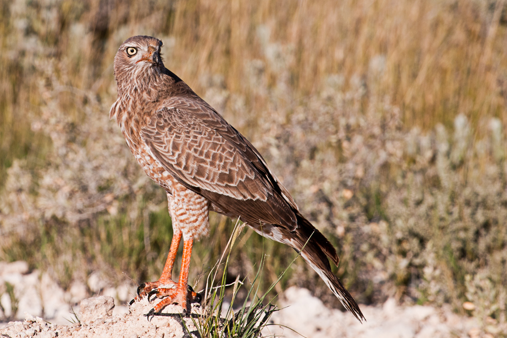 Graubürzel Singhabicht - Etosha NP