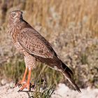 Graubürzel Singhabicht - Etosha NP