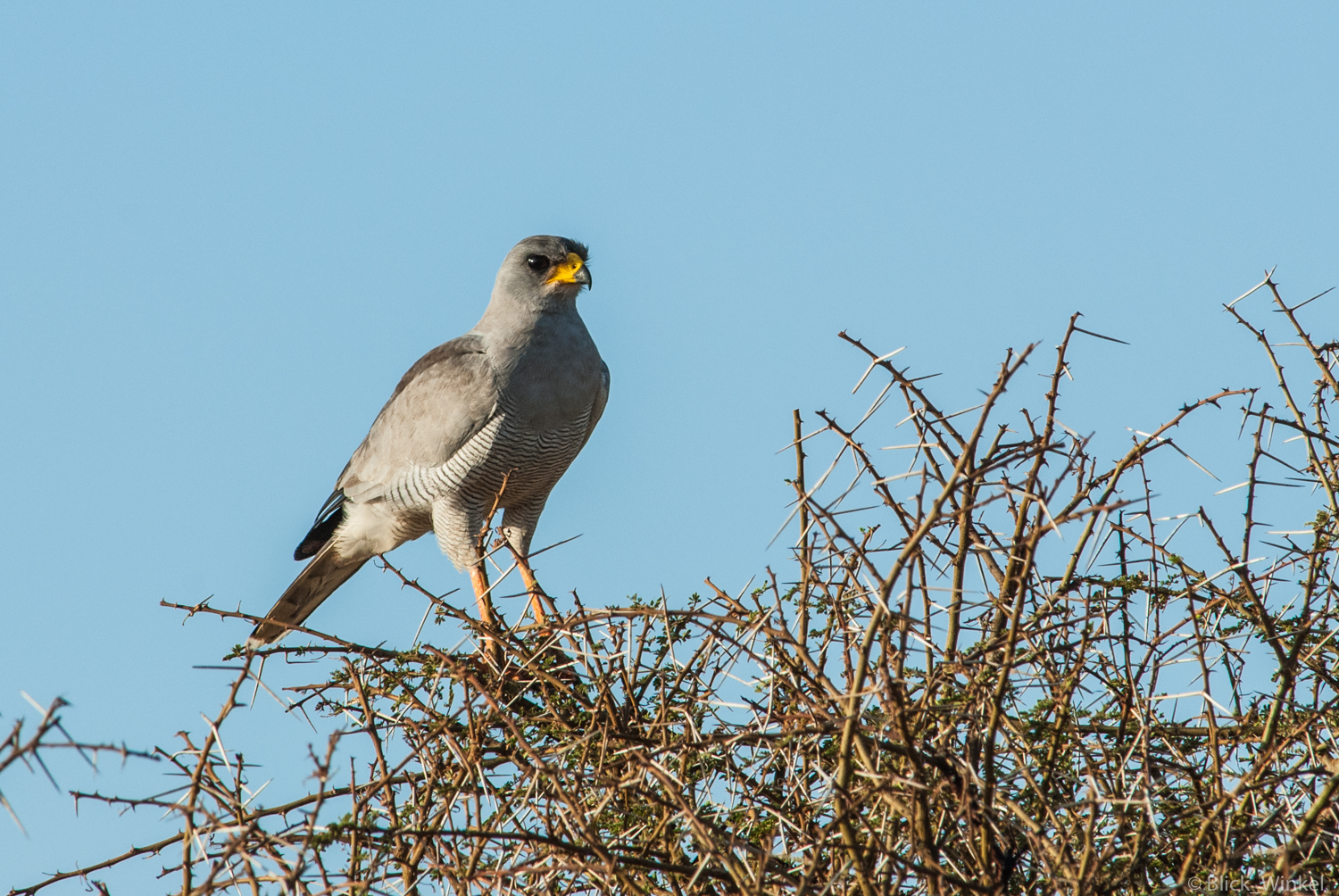 Graubürzel-Singhabicht in Kenia