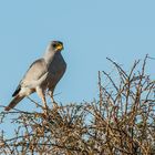 Graubürzel-Singhabicht in Kenia