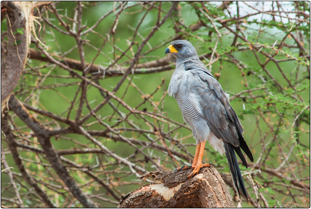 Graubürzel Singhabicht in Kenia