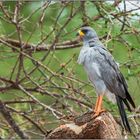 Graubürzel Singhabicht in Kenia