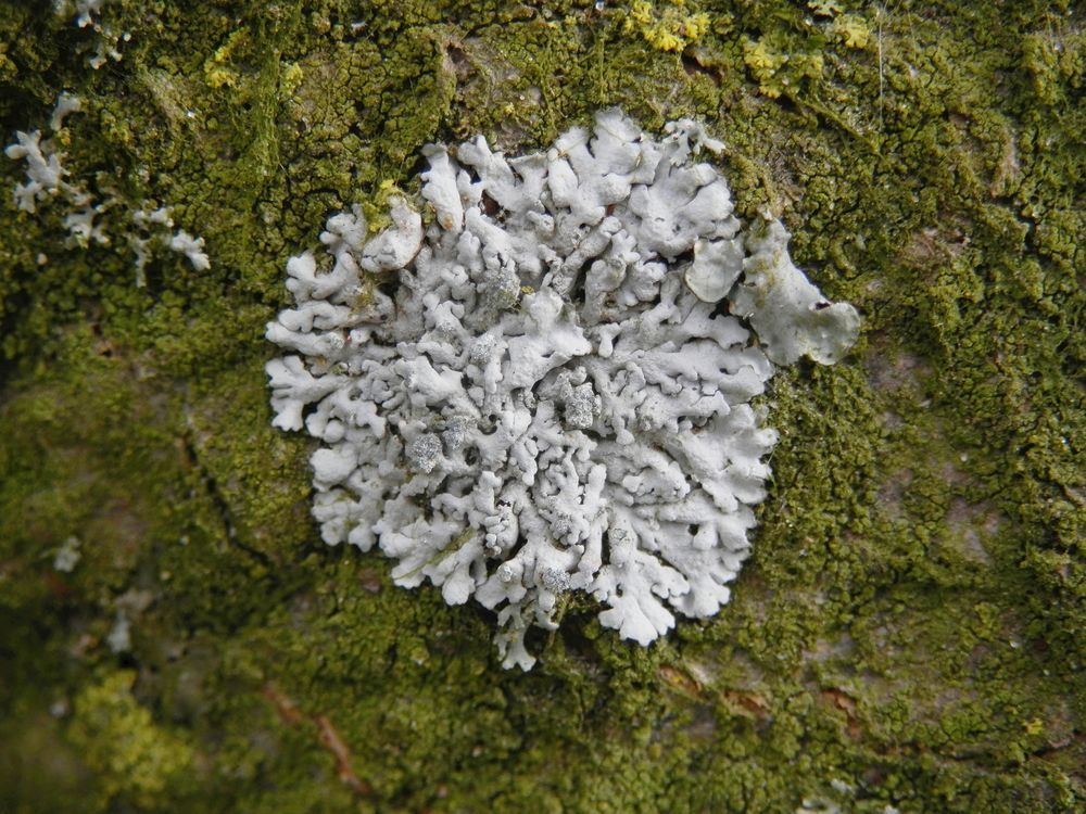 Graue Blattflechte vom Physcia-Typ