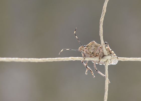 Graue Feldwanze - Die Zweite