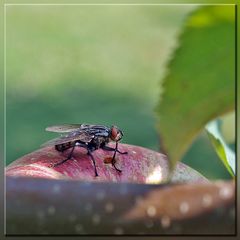 Graue Fleischfliege 1