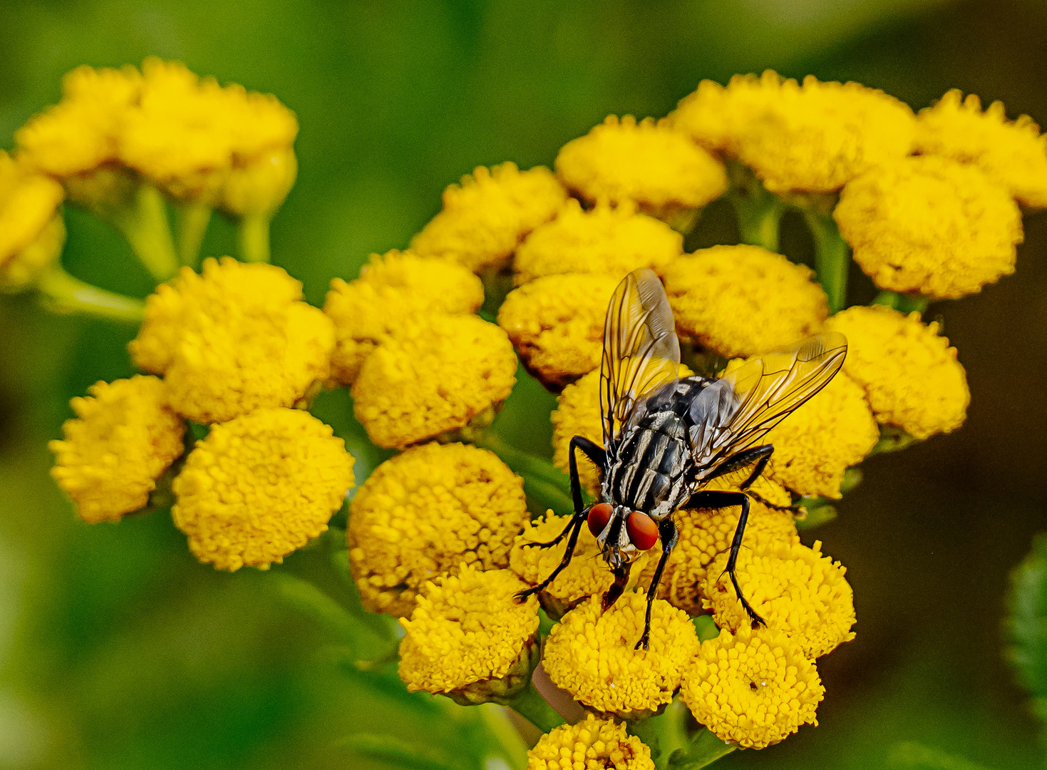 Graue Fleischfliege