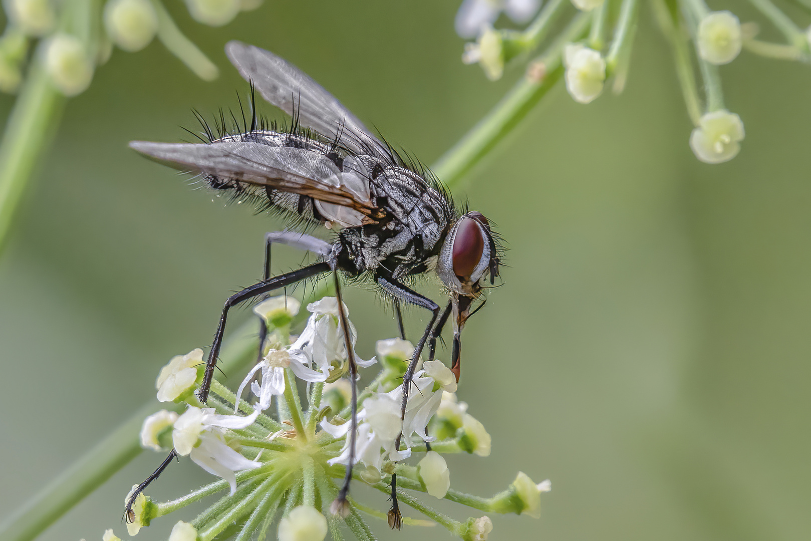 Graue Fleischfliege