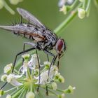 Graue Fleischfliege