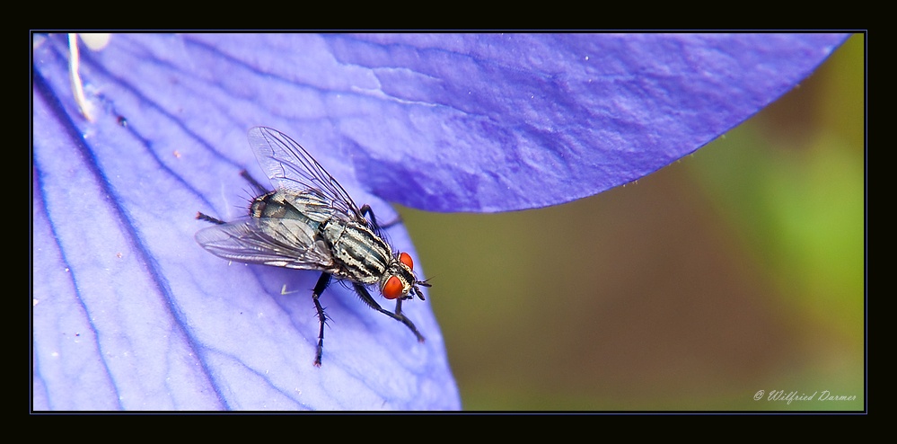 Graue Fleischfliege