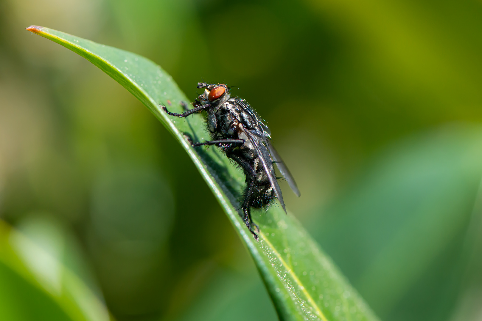 Graue Fleischfliege