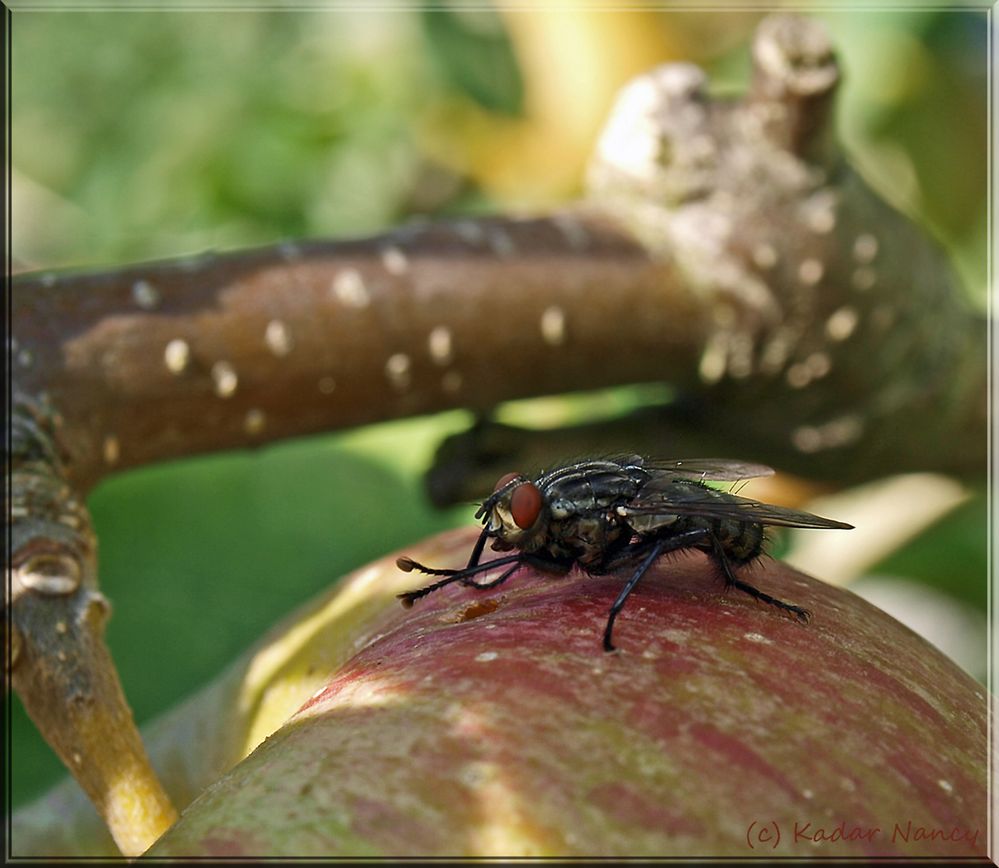 Graue Fleischfliege 2