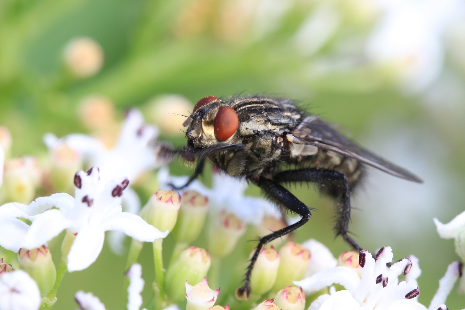 Graue Fleischfliege 2