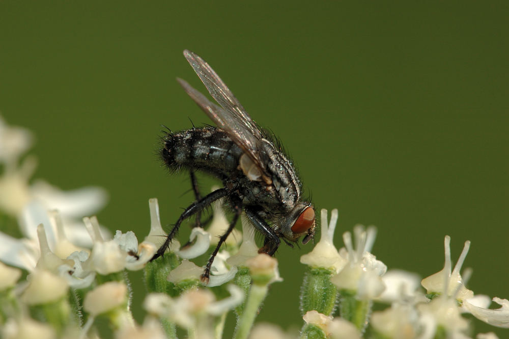 Graue Fleischfliege