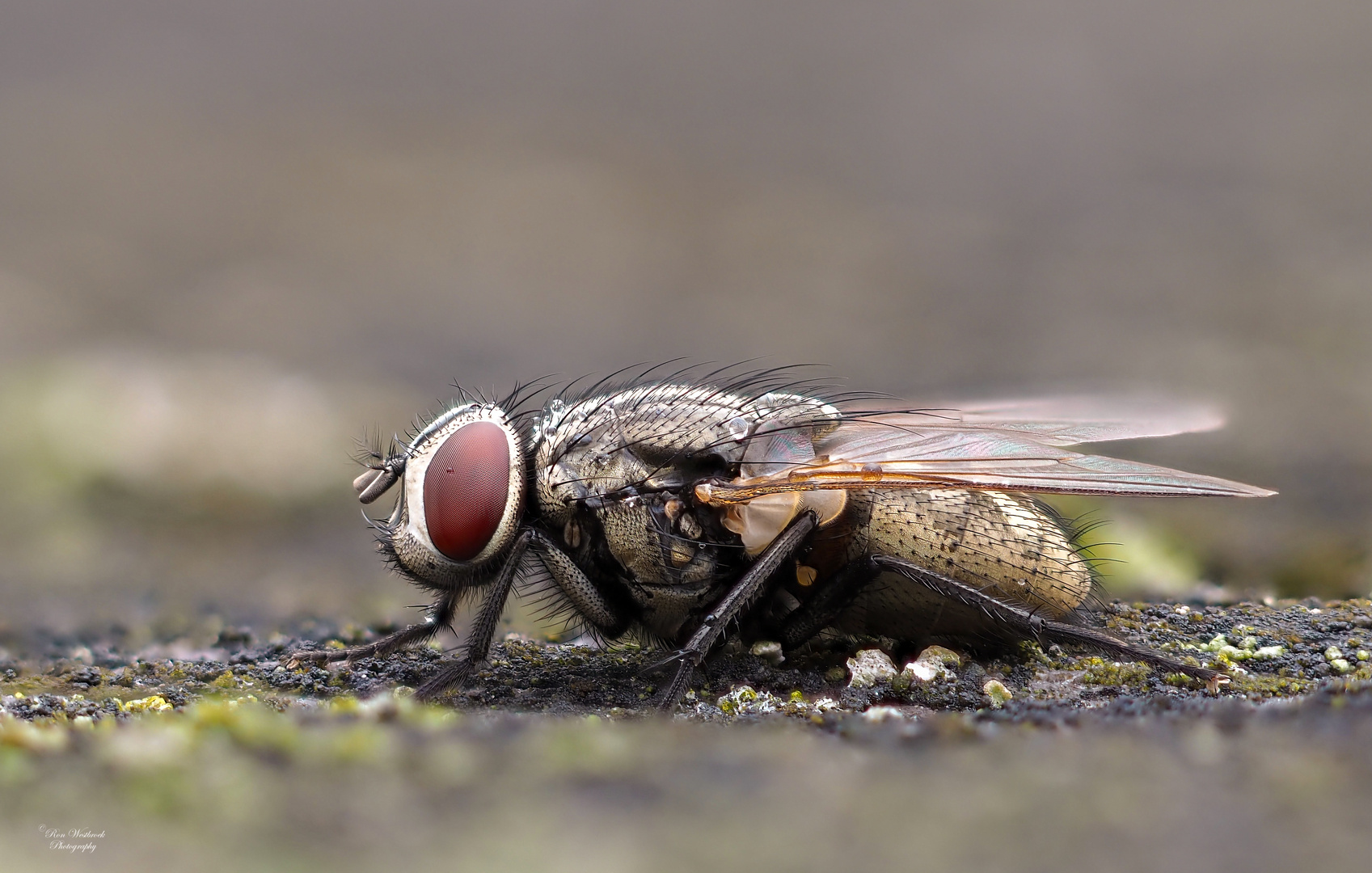 Graue Fleischfliege