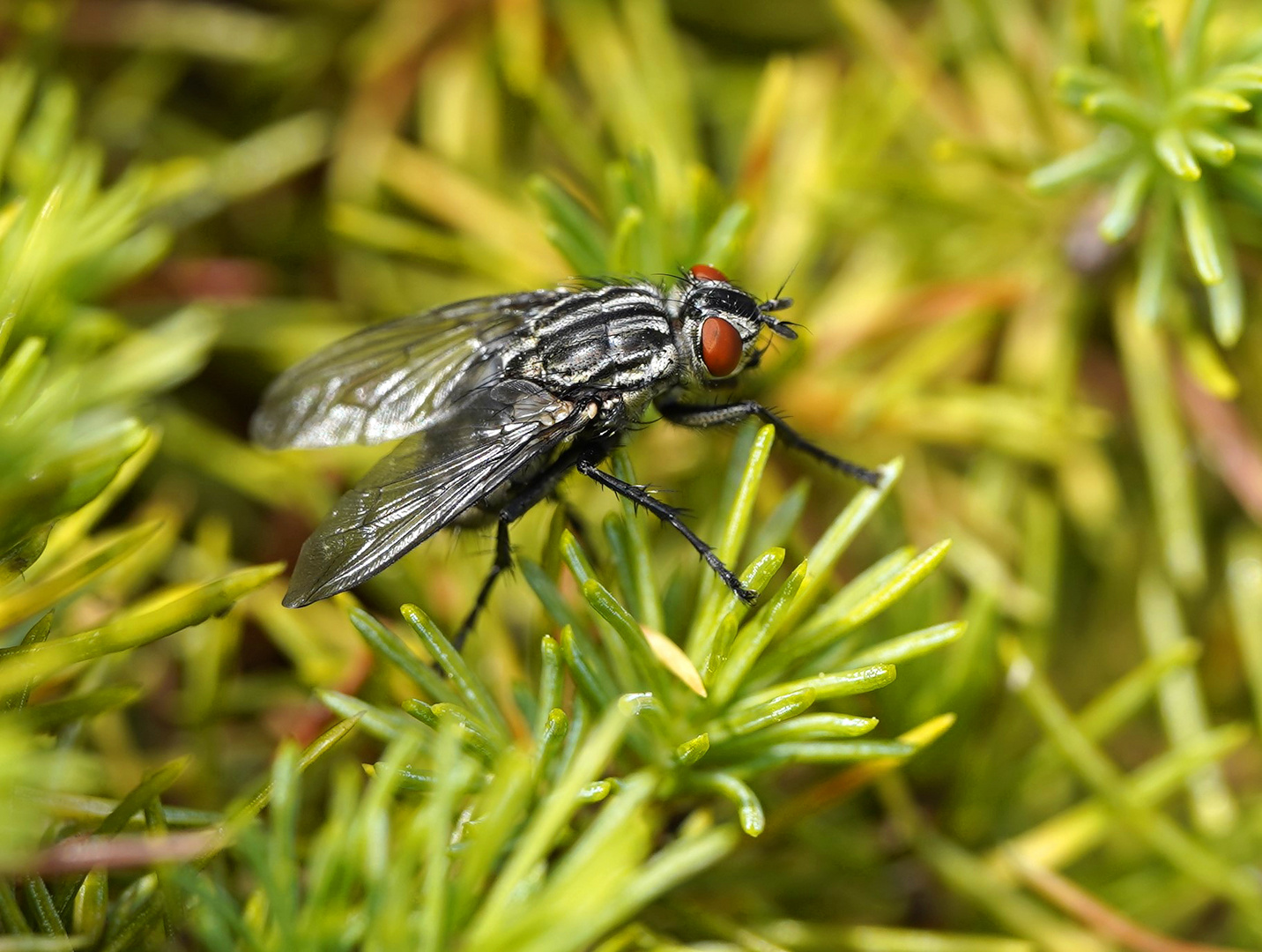 Graue Fleischfliege