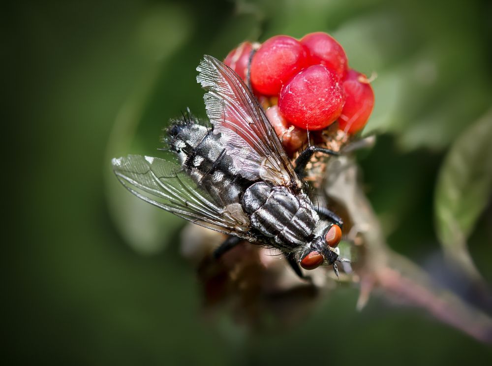 graue fleischfliege