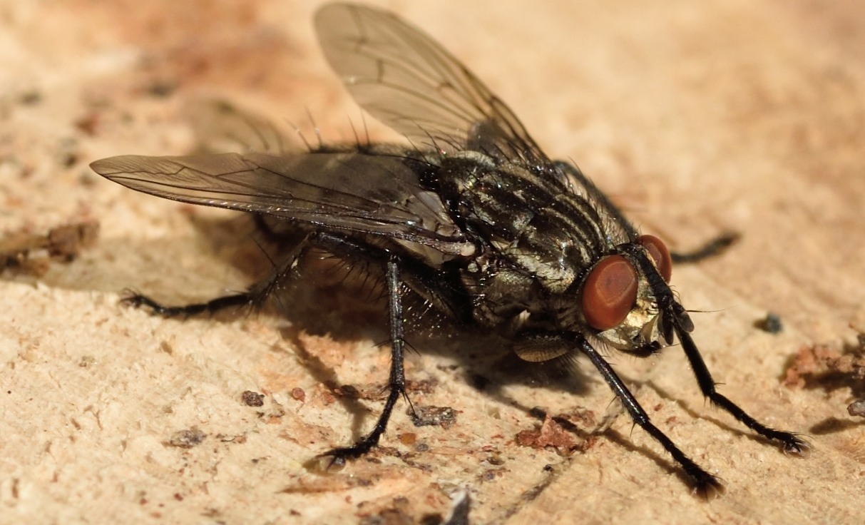 Graue Fleischfliege Foto & Bild tiere, wildlife, insekten Bilder auf