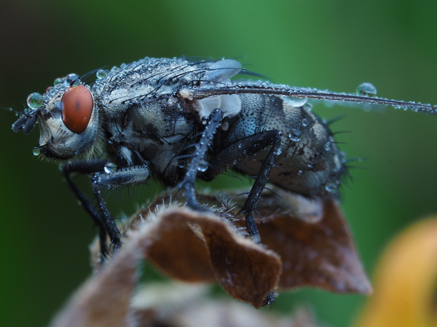 Graue Fleischfliege