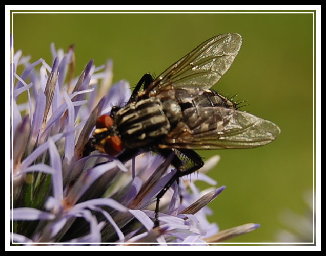 Graue Fleischfliege