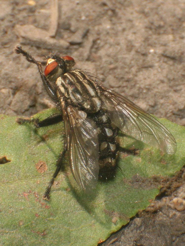 Graue Fleischfliege