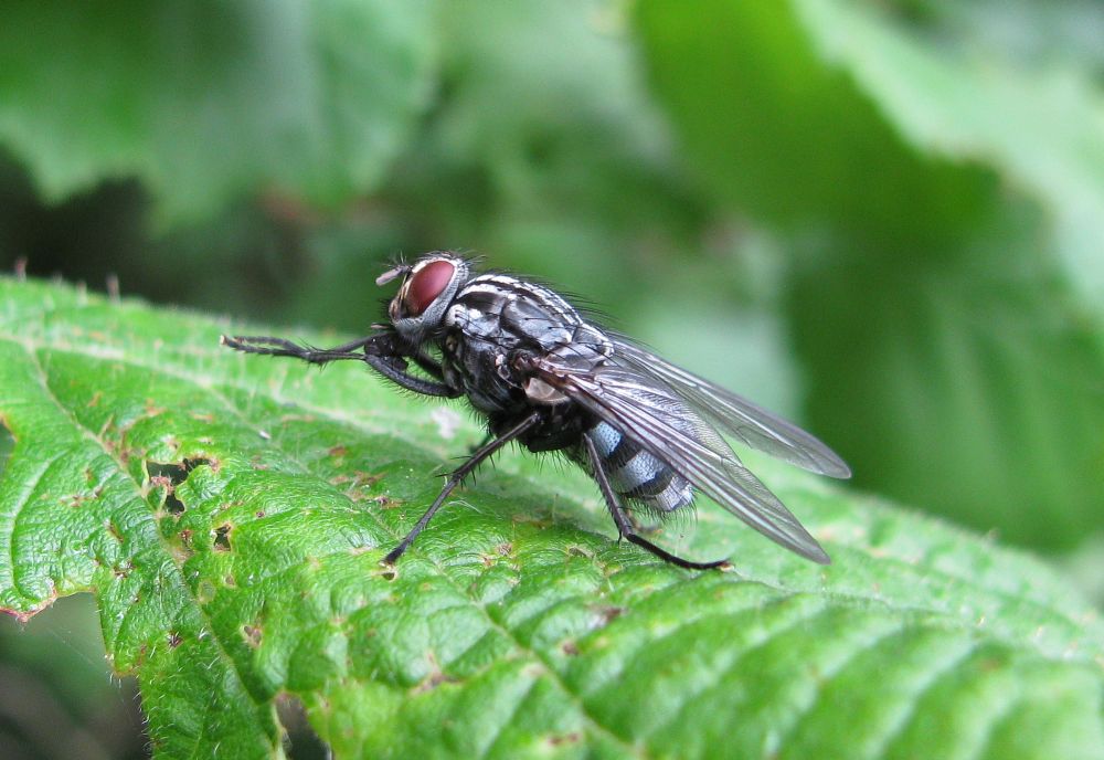 Graue Fleischfliege