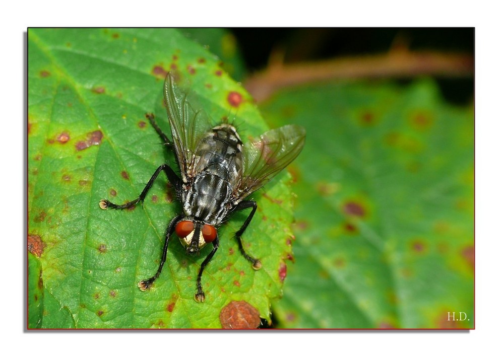 Graue Fleischfliege Foto & Bild tiere, wildlife, insekten Bilder auf
