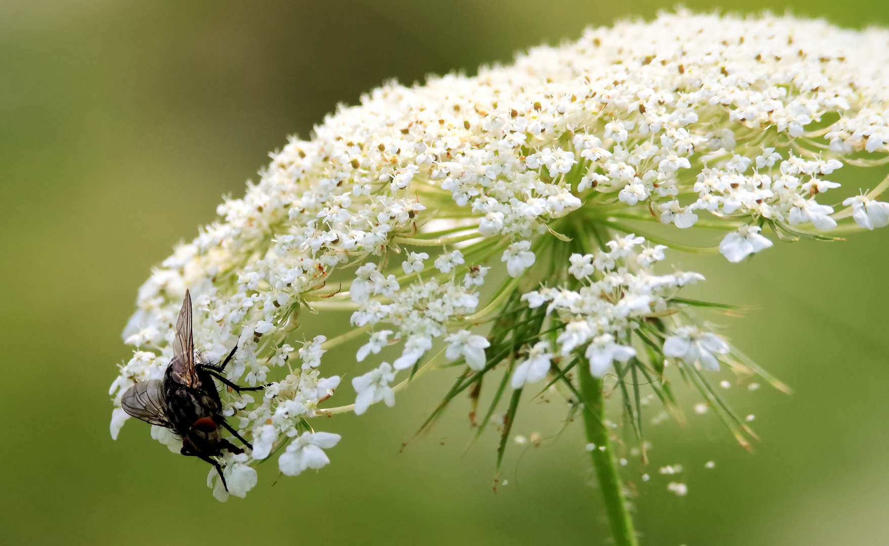 Graue Fleischfliege