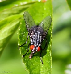 Graue Fleischfliege