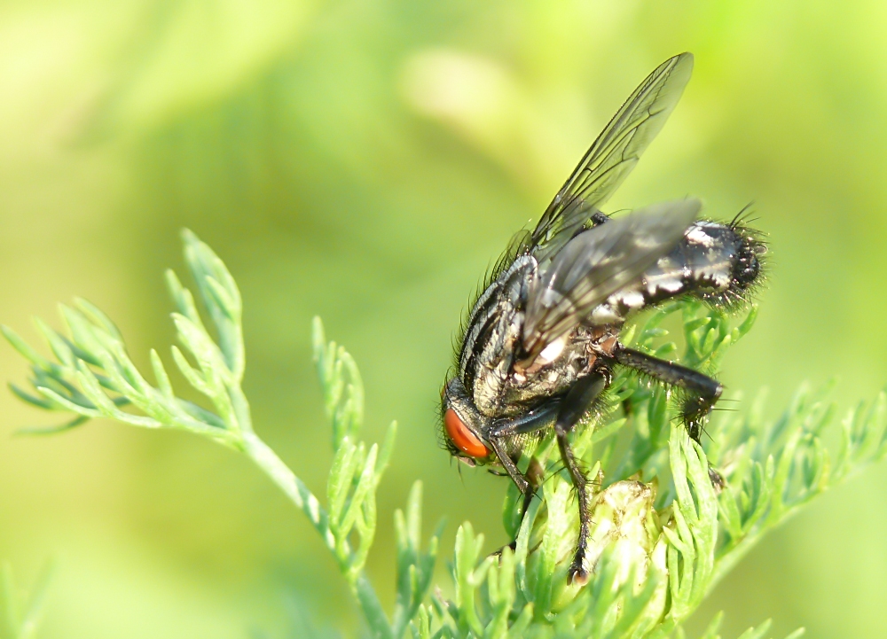 Graue Fleischfliege