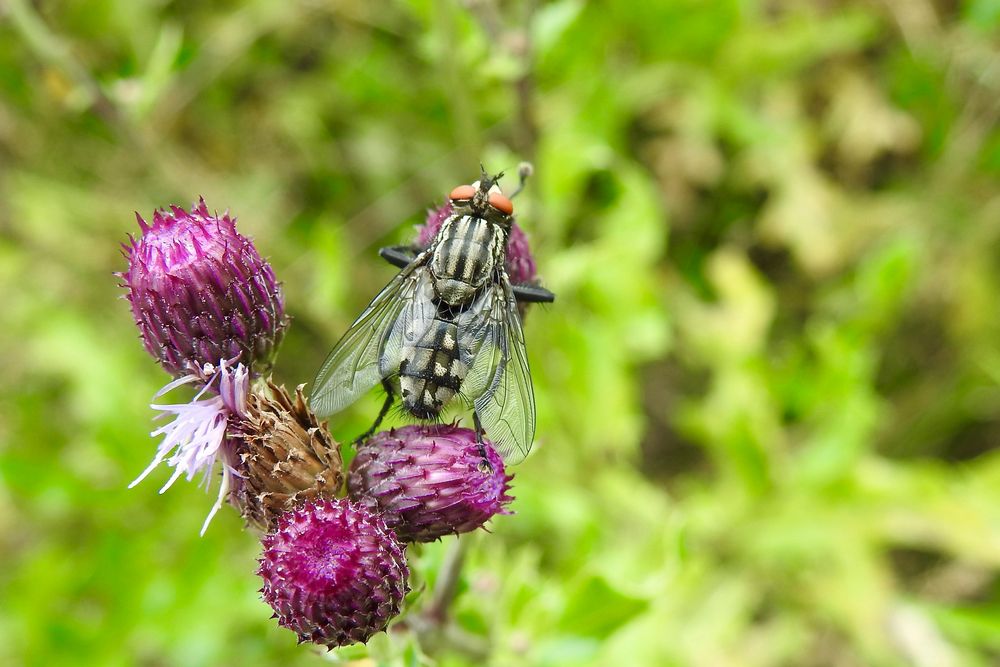 Graue Fleischfliege