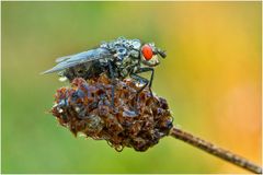 Graue Fleischfliege