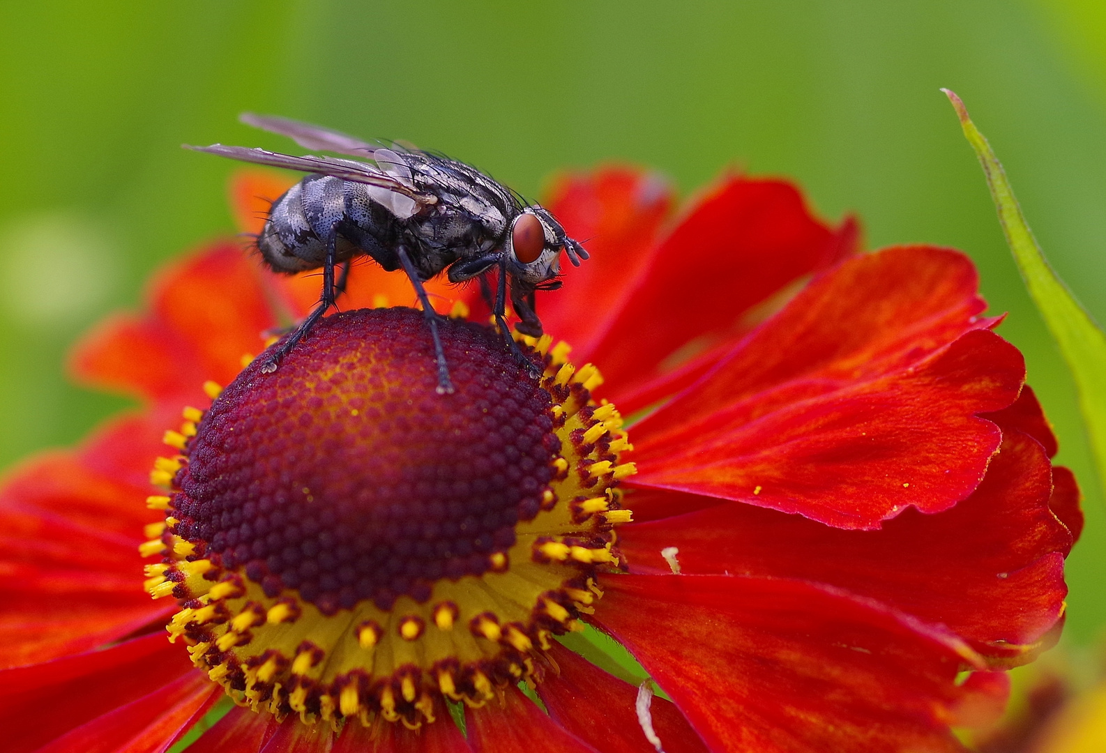 Graue Fleischfliege