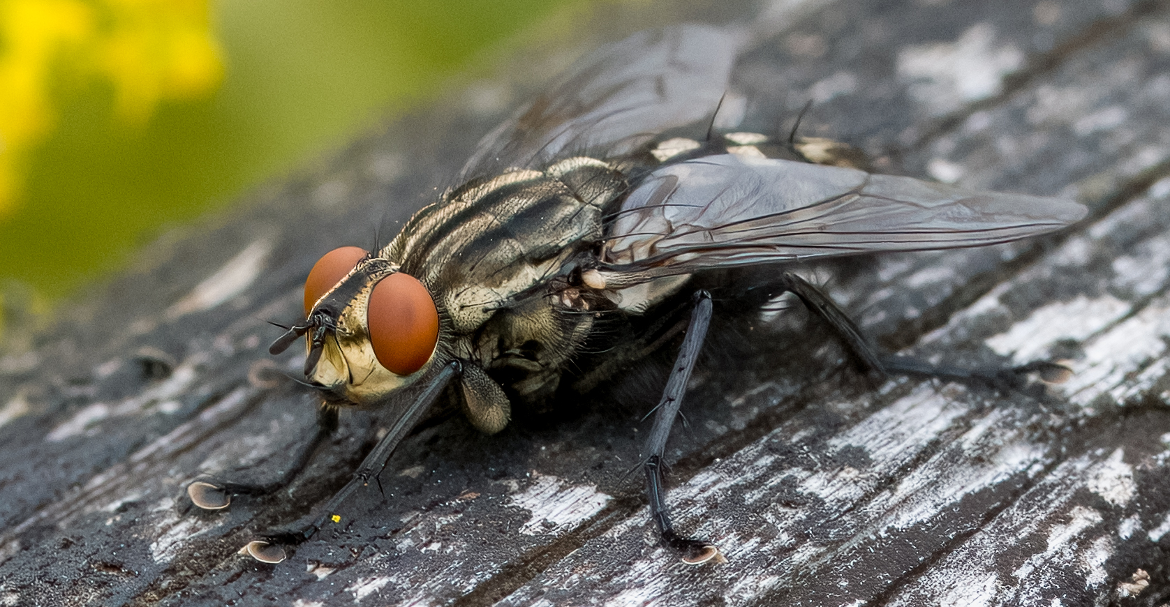 Graue Fleischfliege Foto & Bild tiere, wildlife, insekten Bilder auf