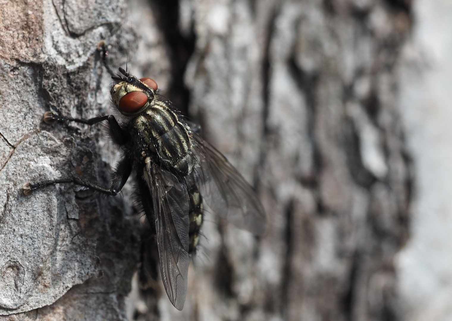 Graue Fleischfliege