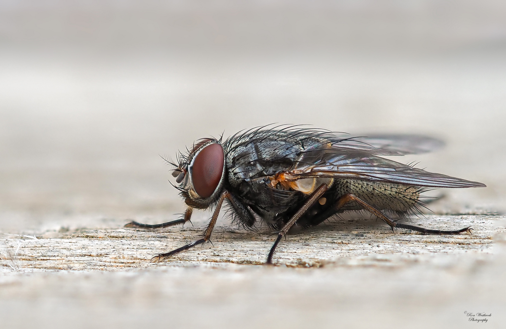 Graue Fleischfliege