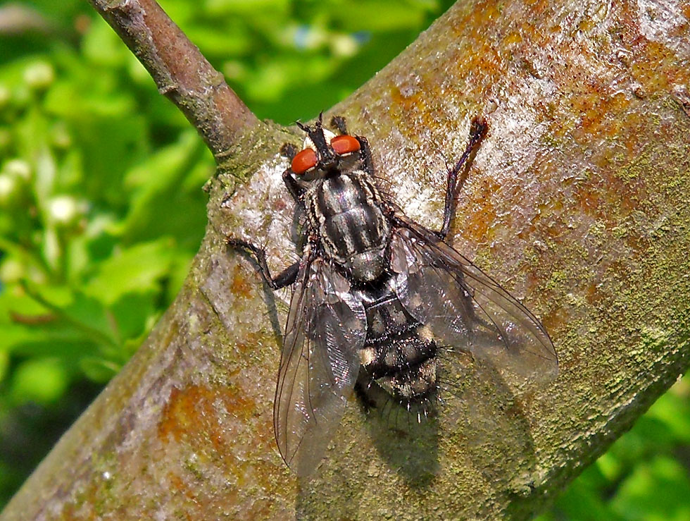 Graue Fleischfliege