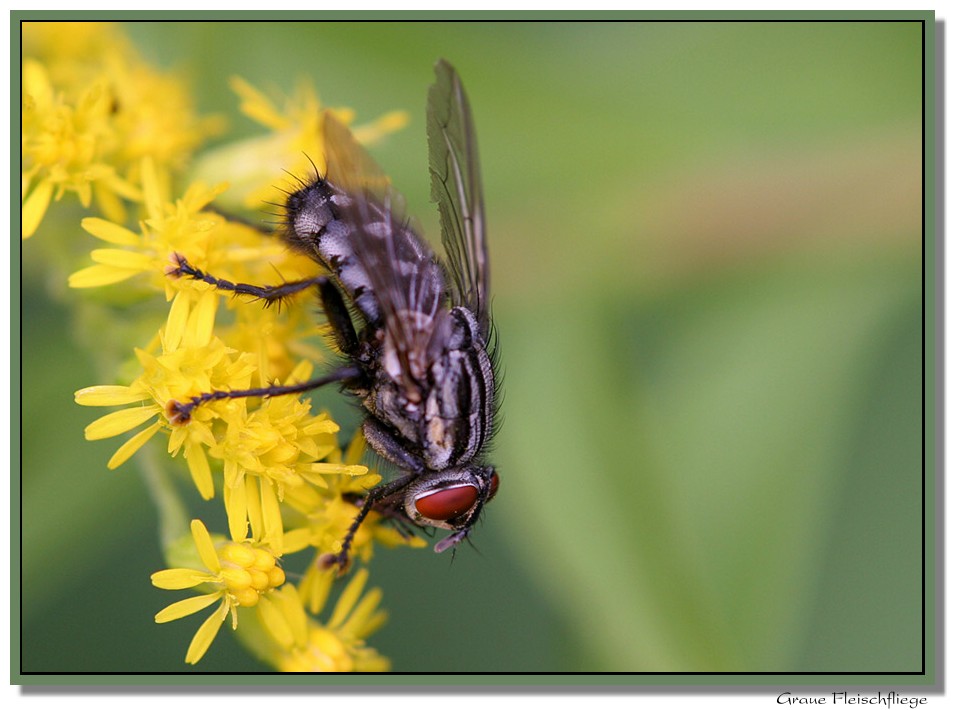 Graue Fleischfliege